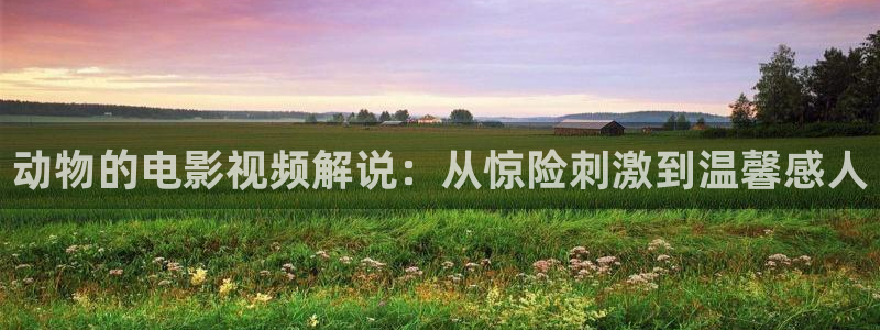 西瓜大西瓜：动物的电影视频解说：从惊险刺激到温馨感人