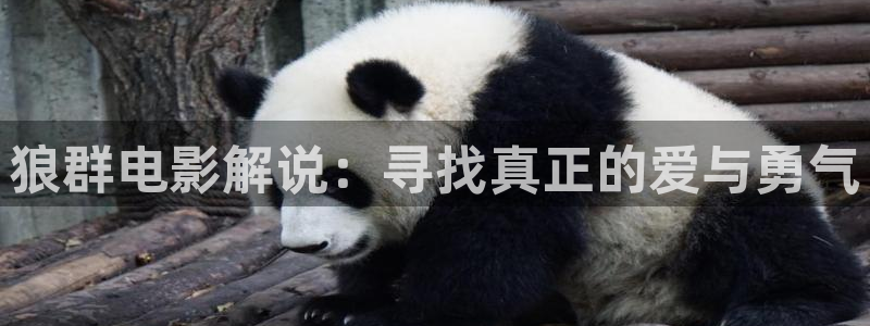 西瓜影视网免费观看